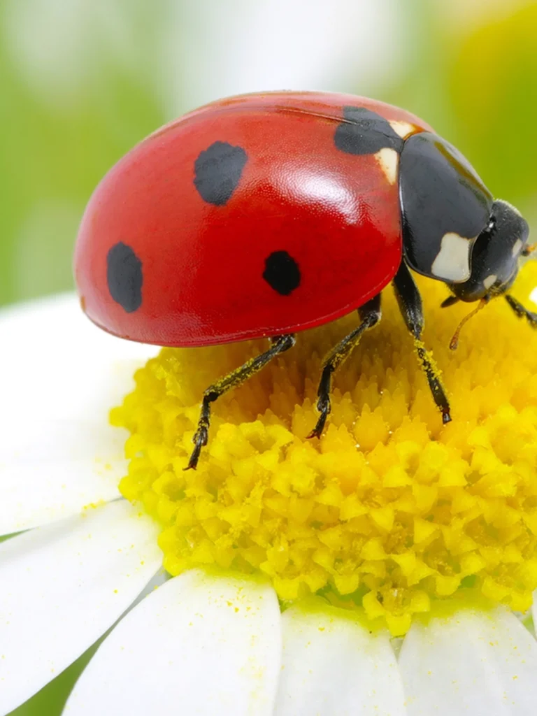 ladybug daisy 3x4