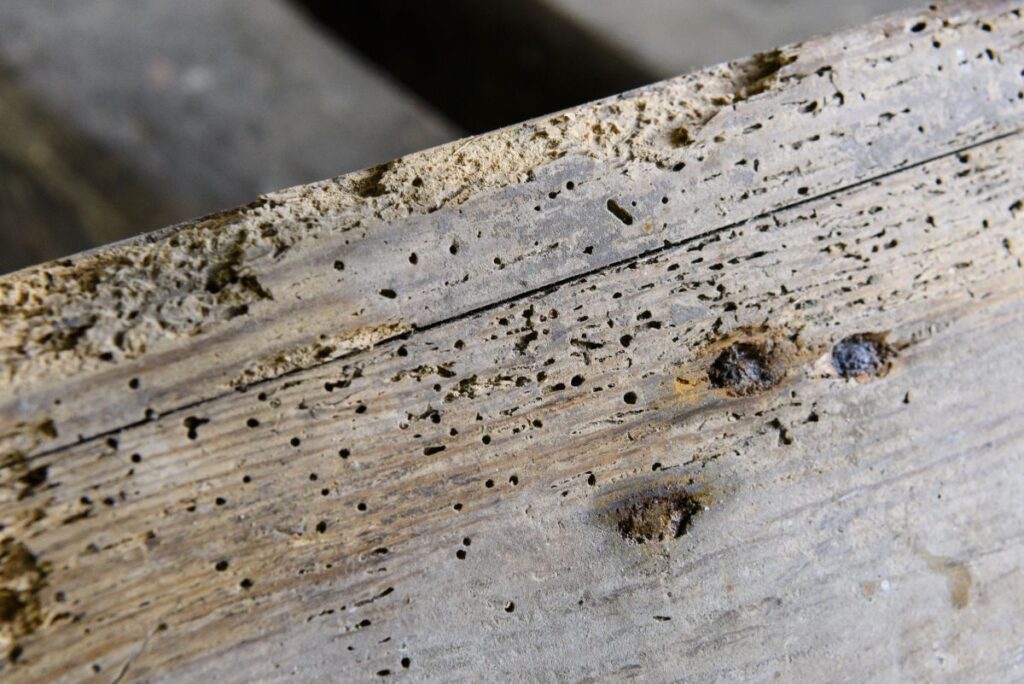 wood worms larva